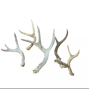 Lot of 5 Blacktail Deer Antler Sheds Shed Horns Forks 2 Point 3 Point 2.75lbs